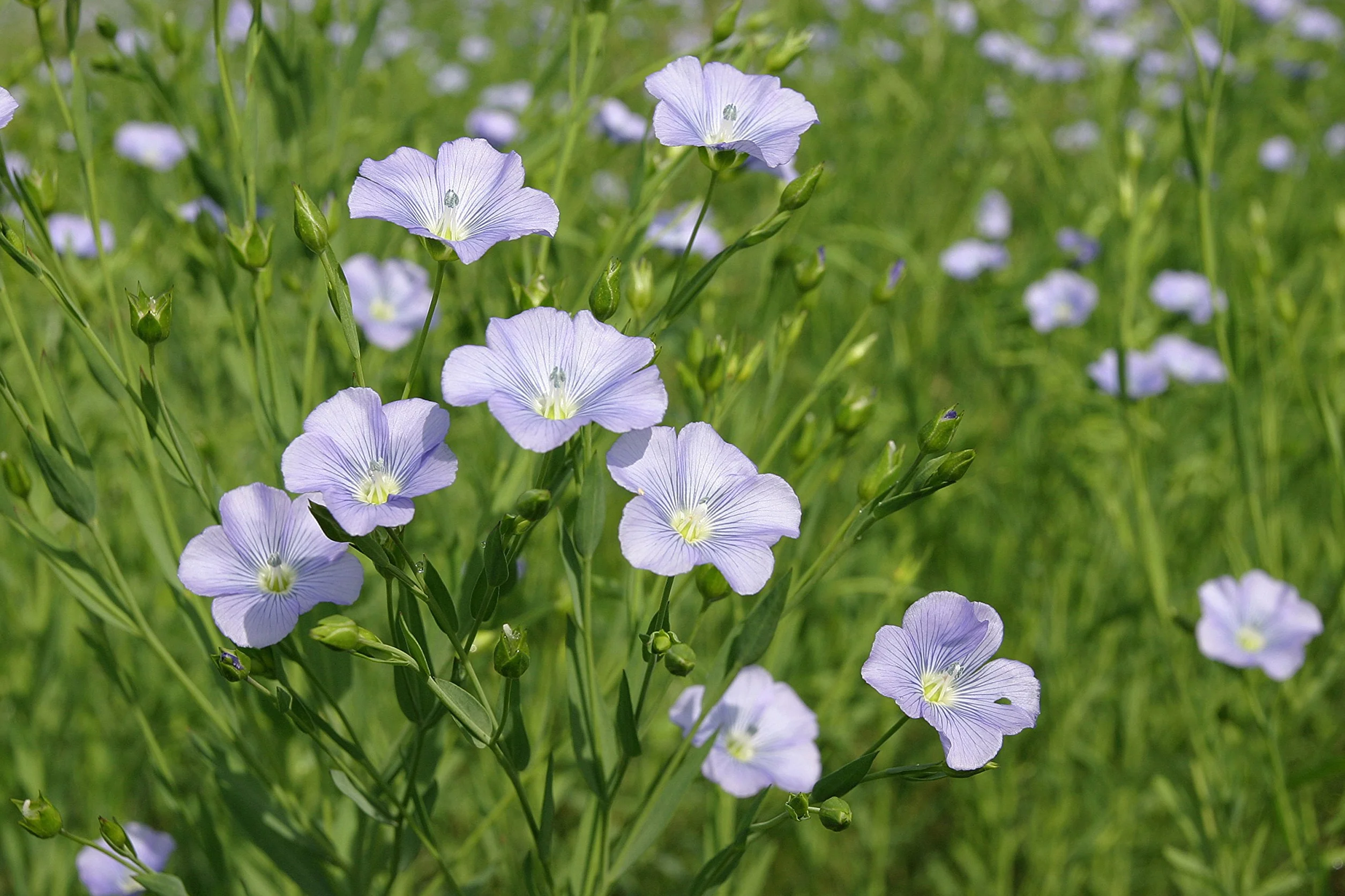 LIVOS ARDVOS olej do drewna nr 266 2,5 l